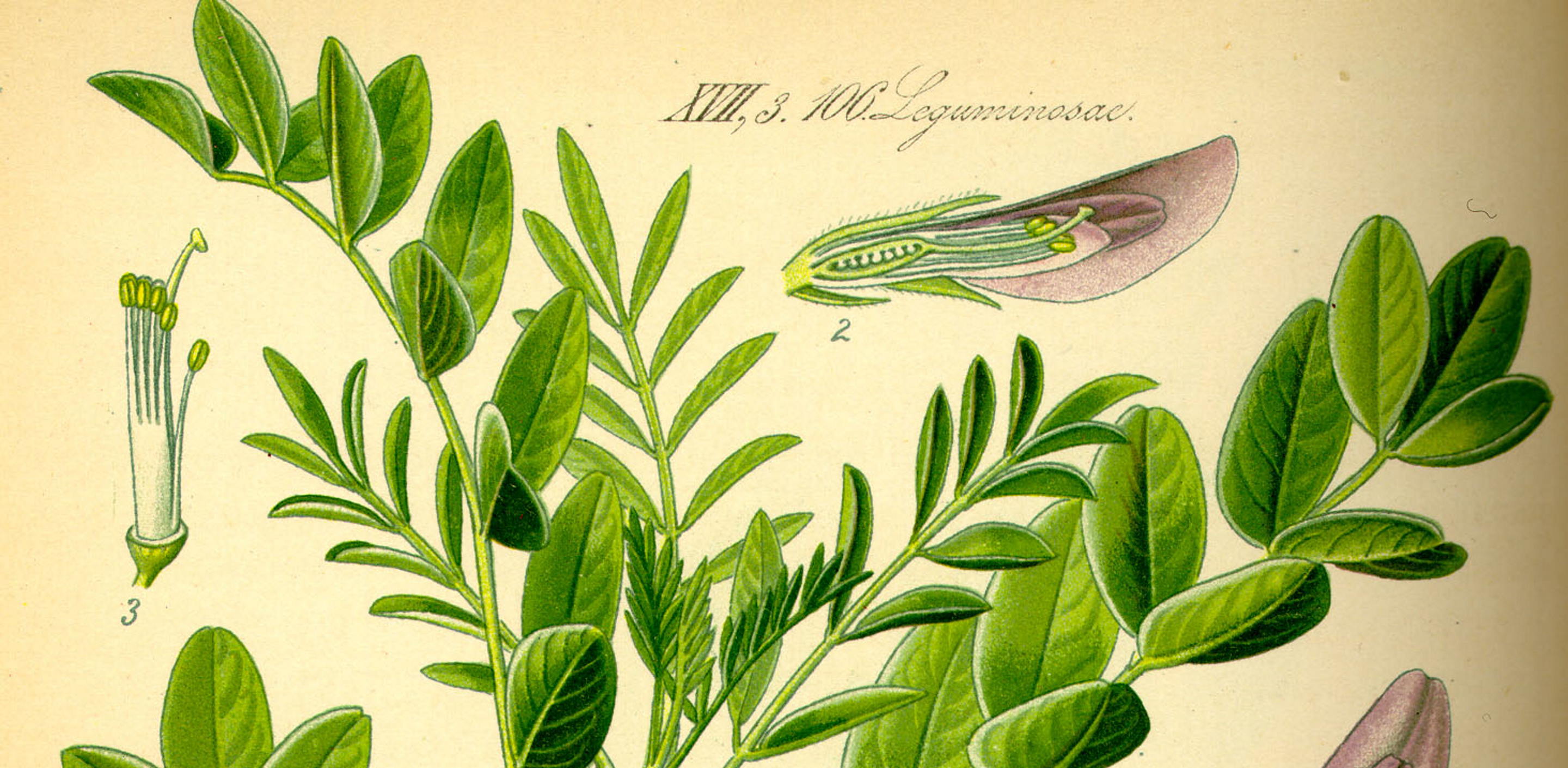 Sherbet Barratt Fountain 24 X 25g - View #3